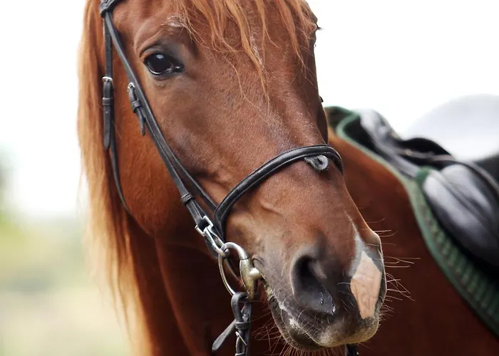 * Le Versaillais*2 Min à Pied Du Château *